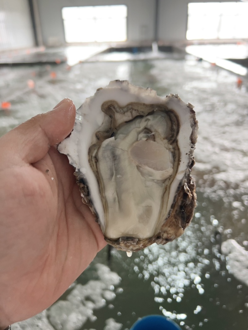 精品大连生蚝刺身生蚝三倍体牡蛎一件起批全国发货