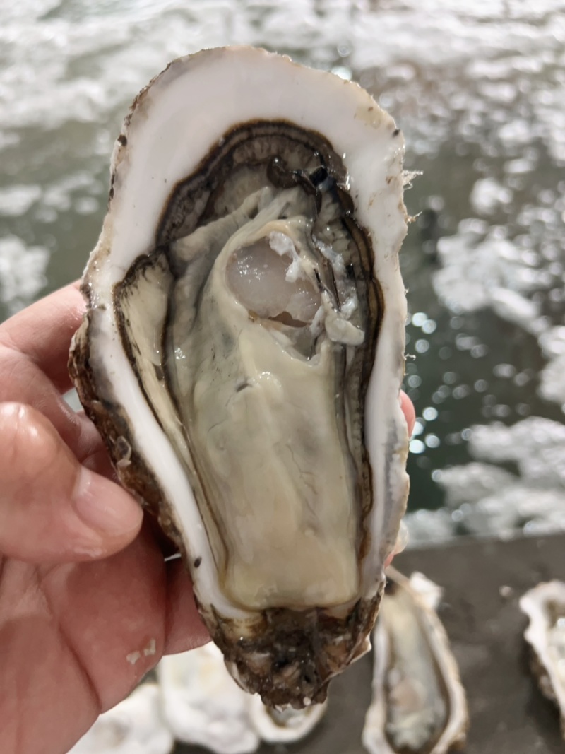 精品大连生蚝刺身生蚝三倍体牡蛎一件起批全国发货