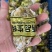 精品大连生蚝刺身生蚝三倍体牡蛎一件起批全国发货