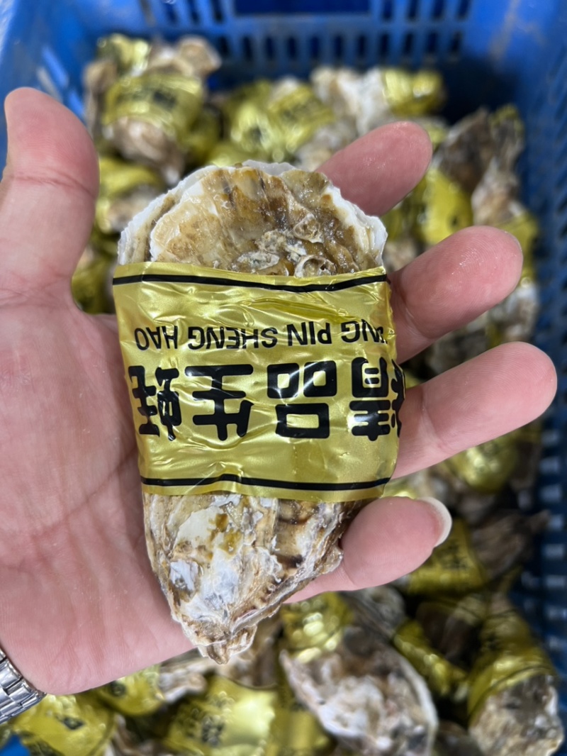 精品大连生蚝刺身生蚝三倍体牡蛎一件起批全国发货