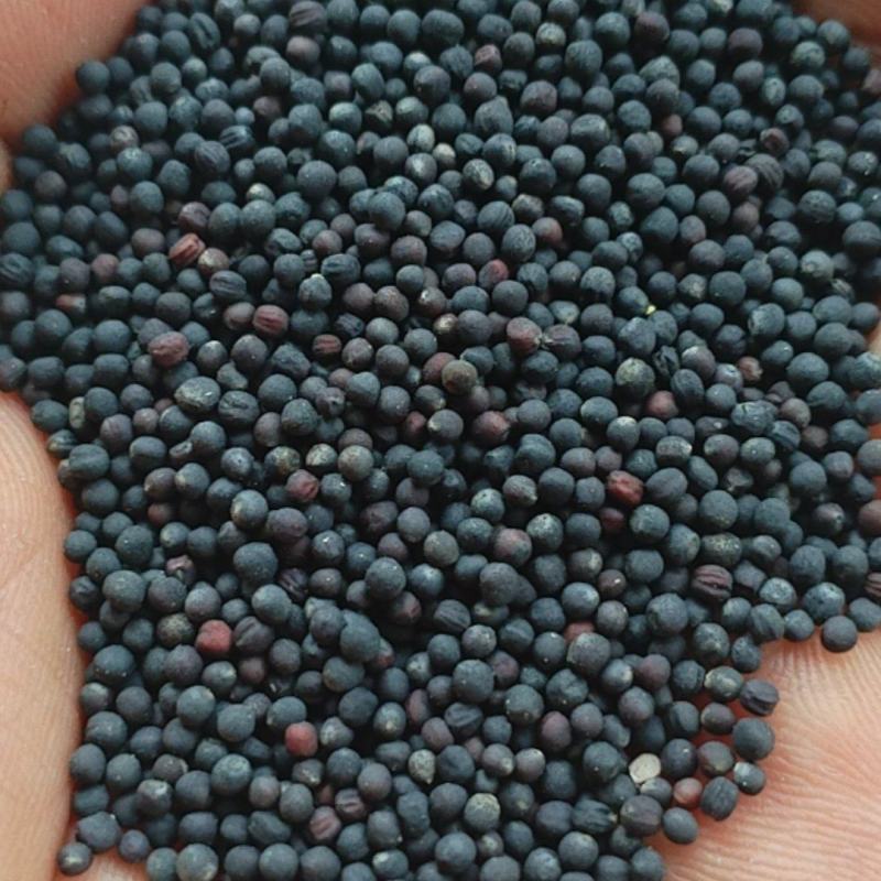 农户老品种油菜籽