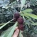 苏州东山杨梅