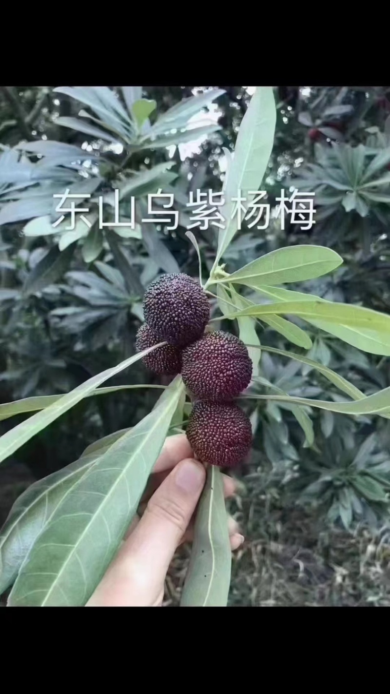 苏州东山杨梅