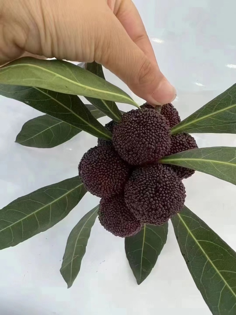 苏州东山杨梅