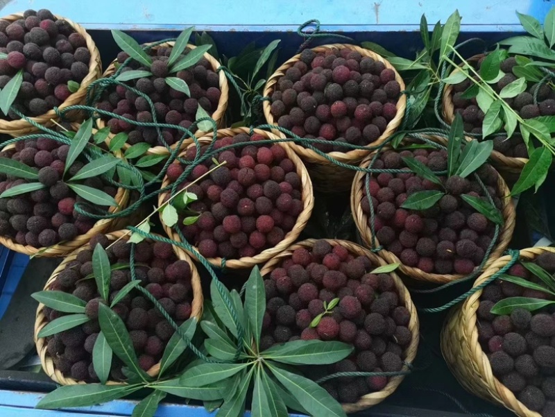 苏州东山杨梅