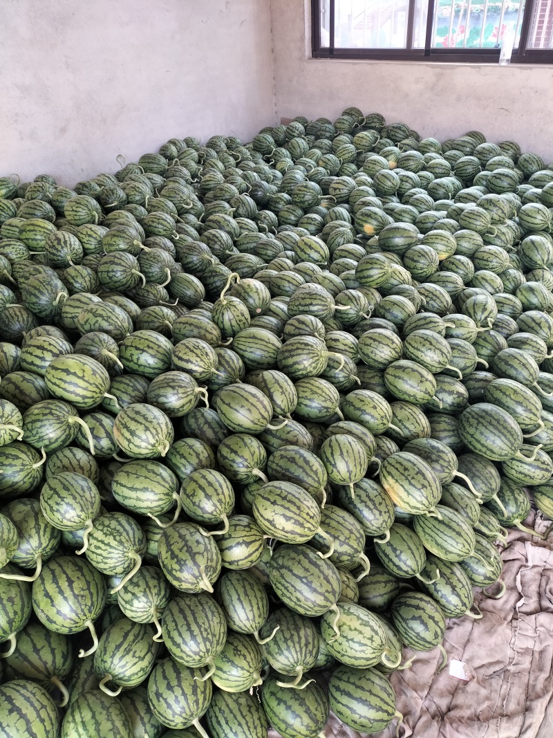 早春红玉小西瓜，手剥小糖丸瓜，2K小吊瓜，头茬鲜瓜