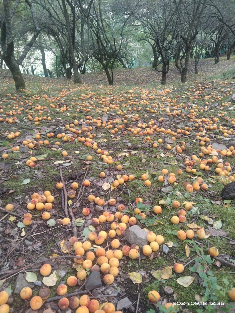 精品乌梅干:产地直销，量大从优，欢迎选购