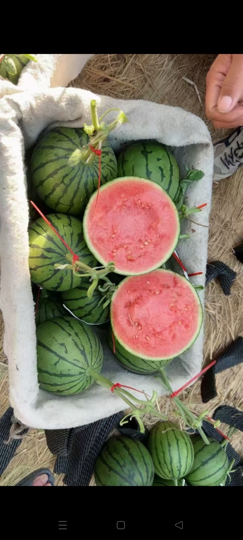 早春红玉小西瓜，手剥小糖丸无籽瓜2K小吊瓜，头茬瓜