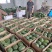 早春红玉小西瓜,手剥小糖丸无籽瓜2K小吊瓜,头茬瓜