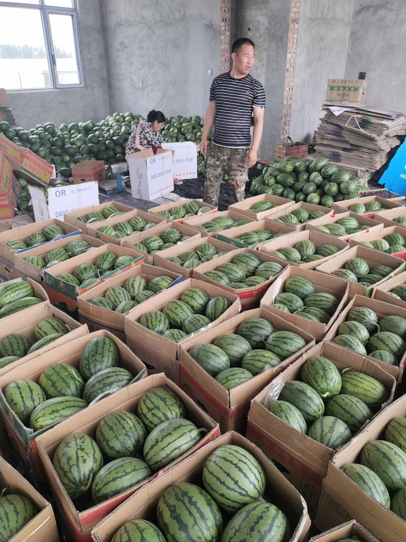 早春红玉小西瓜，手剥小糖丸无籽瓜2K小吊瓜，头茬瓜