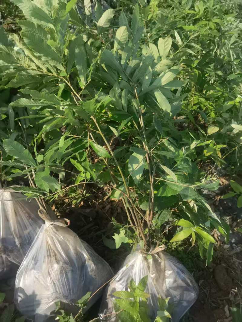 栓皮栎麻栎橡子树苗营养杯苗袋苗裸根苗