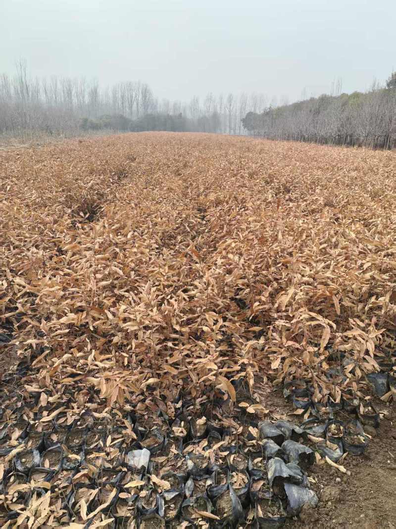 栓皮栎麻栎橡子树苗营养杯苗袋苗裸根苗