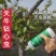 天牛克星钻心虫干虫昆虫病原水剂450ml生物杀虫不伤树