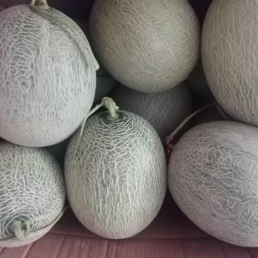 山东海阳网纹瓜