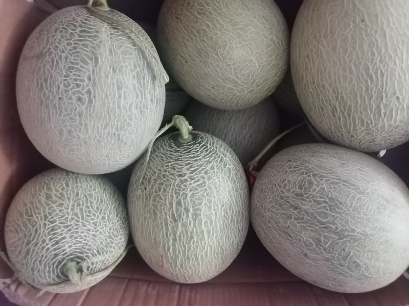 山东海阳网纹瓜