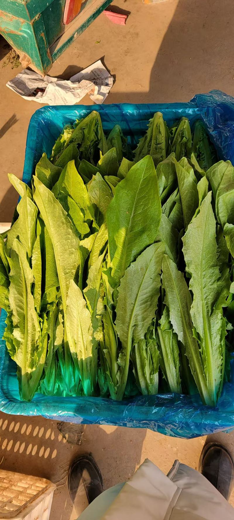 邯郸精品油麦菜产地发货货源稳定，品质保障欢迎电话看货
