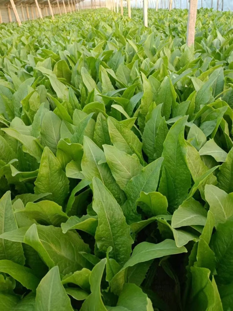 邯郸精品油麦菜产地发货货源稳定，品质保障欢迎电话看货