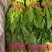 邯郸精品油麦菜产地发货货源稳定，品质保障欢迎电话看货