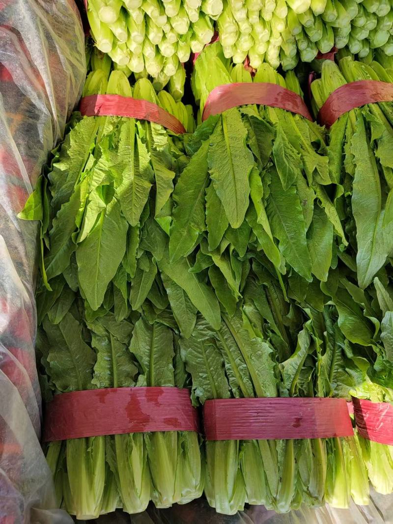 邯郸精品油麦菜产地发货货源稳定，品质保障欢迎电话看货