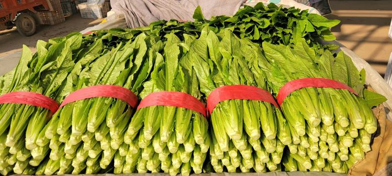 邯郸精品油麦菜产地发货货源稳定，品质保障欢迎电话看货