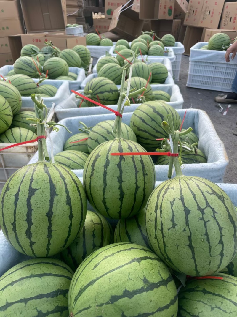 砀山县大棚小糖丸小西瓜，手撕西瓜2K小吊瓜，头茬瓜