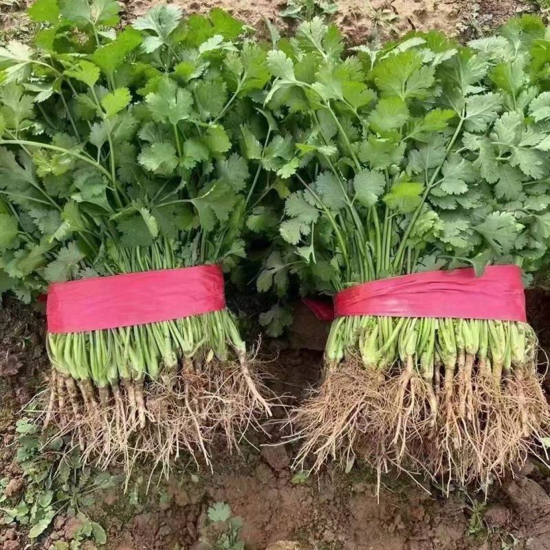 邯郸精品香菜产地发货货源稳定，品质保障欢迎电话看货