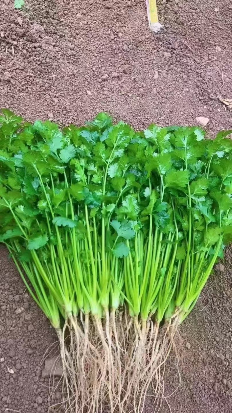邯郸精品香菜产地发货货源稳定，品质保障欢迎电话看货