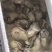 6量生蚝，新鲜饱满，保质保量