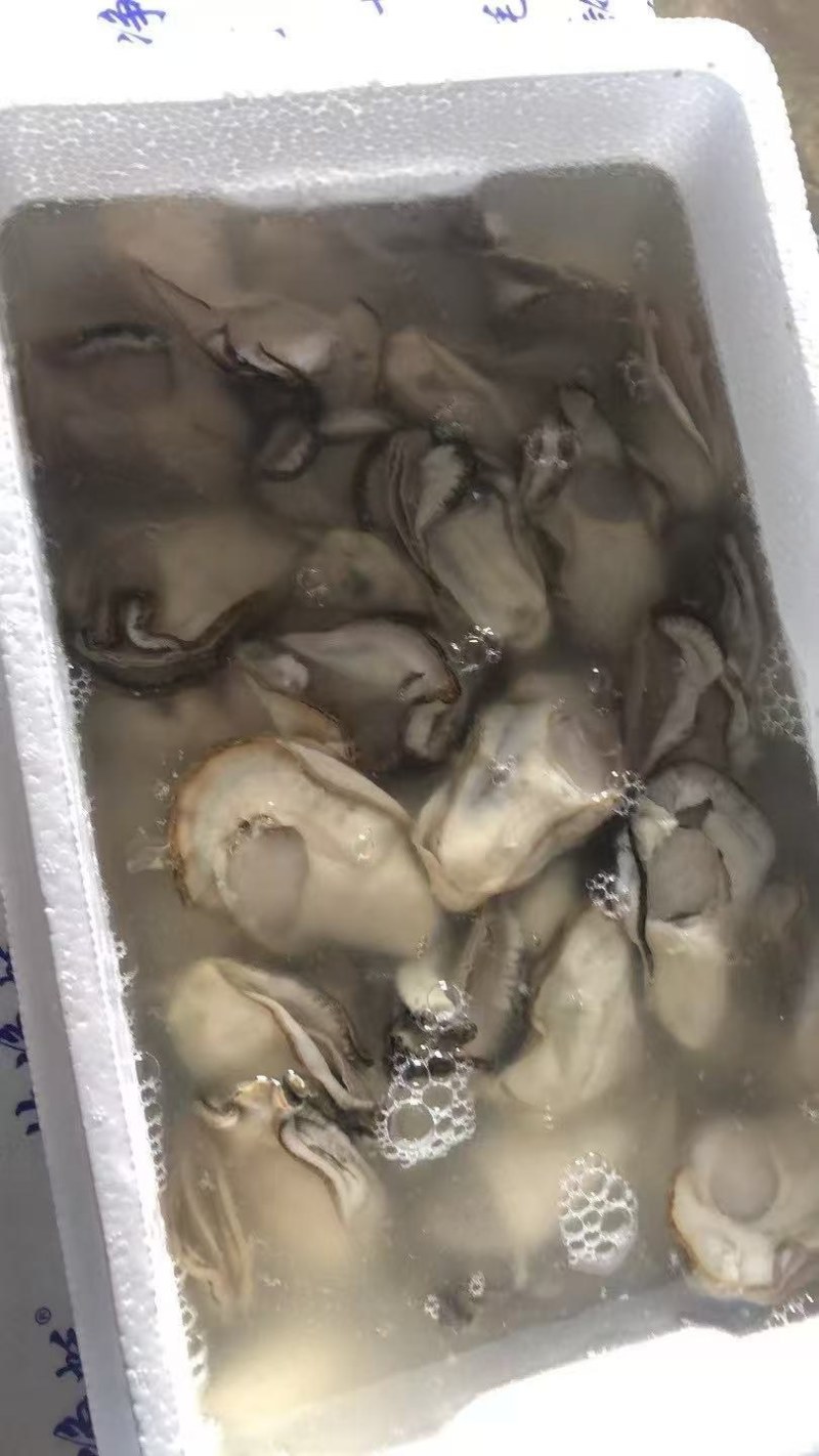 6量生蚝，新鲜饱满，保质保量