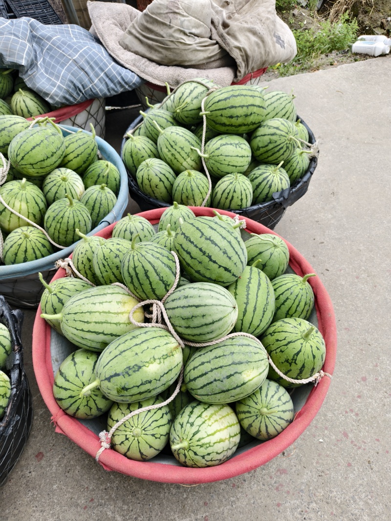 早春红玉小西瓜，个头不大皮色漂亮大量有货