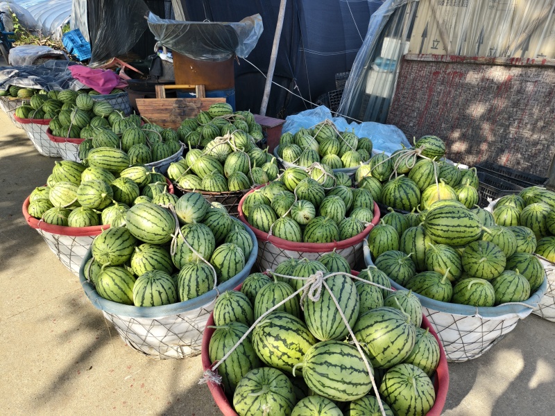 早春红玉小西瓜，个头不大皮色漂亮大量有货