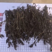 马齿苋2025年全部都是前期嫩马齿菜，今年全部装箱子