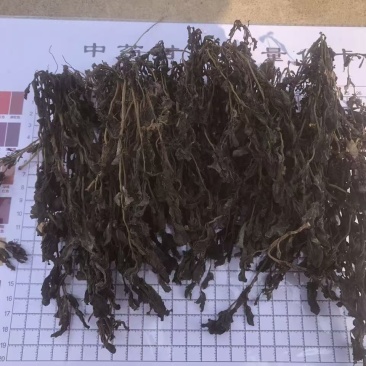 马齿苋2025年全部都是前期嫩马齿菜,今年全部装箱子