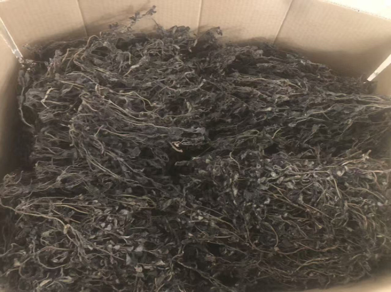 马齿苋2025年全部都是前期嫩马齿菜，今年全部装箱子