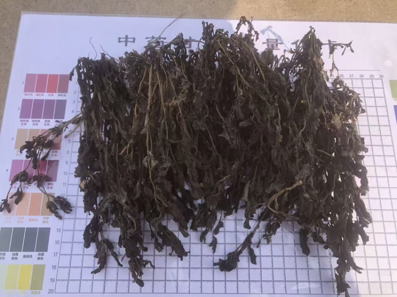 马齿苋2025年全部都是前期嫩马齿菜，今年全部装箱子