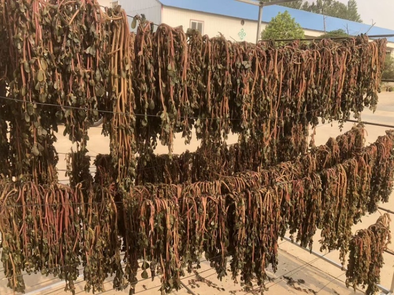 马齿苋2025年全部都是前期嫩马齿菜，今年全部装箱子