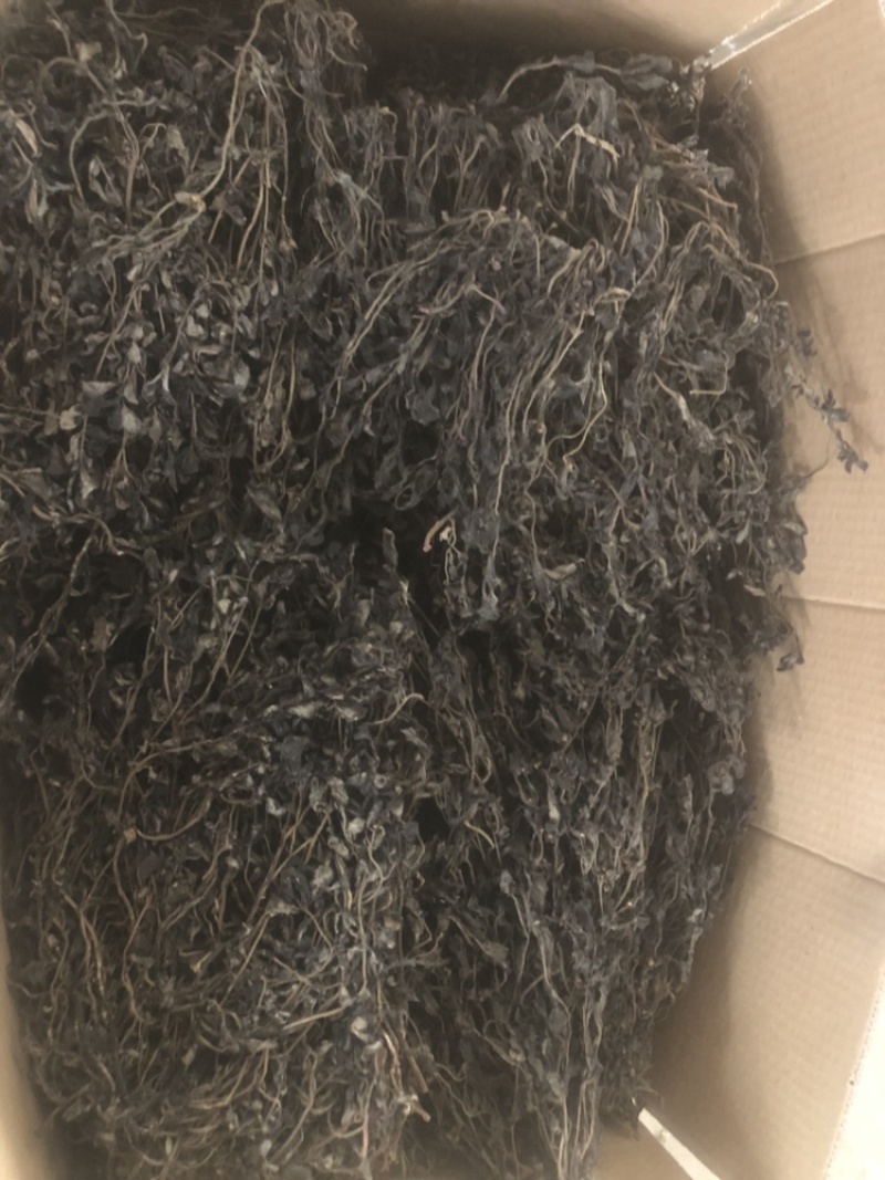 马齿苋2025年全部都是前期嫩马齿菜，今年全部装箱子