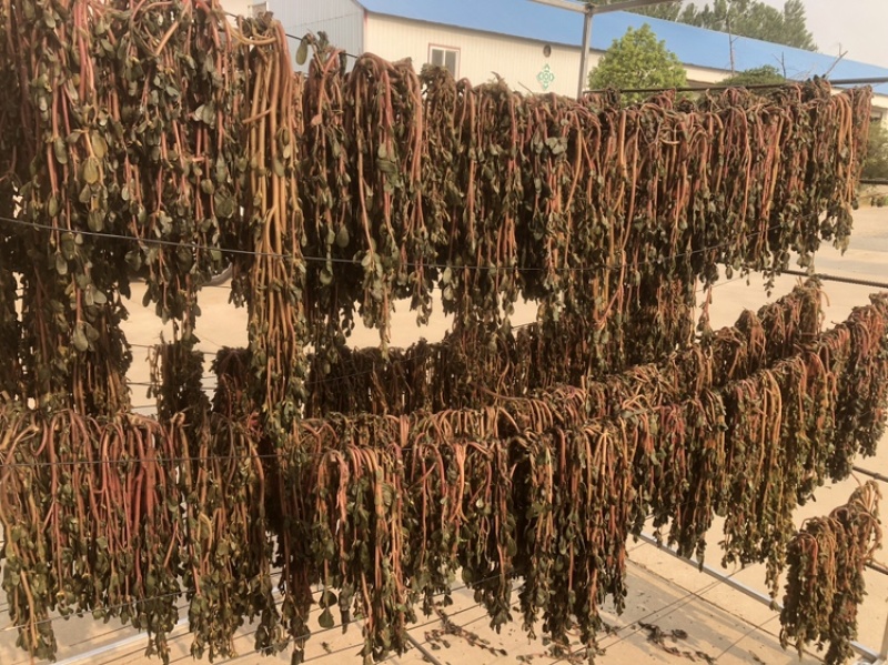 马齿苋2025年全部都是前期嫩马齿菜，今年全部装箱子