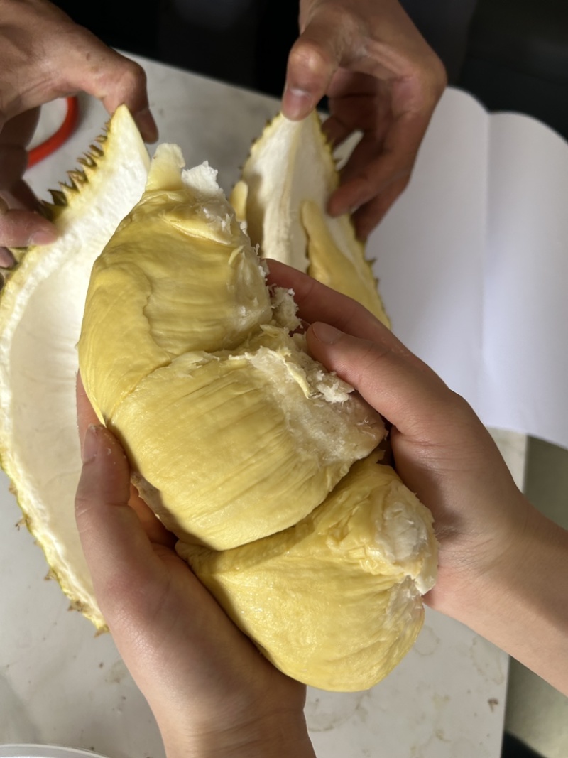 金枕榴莲现货供应，长年供应