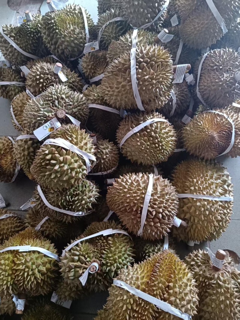 金枕榴莲现货供应，长年供应