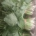 野生新鲜干货车前草大货供应水洗干净一手货源整车走