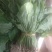 野生新鲜干货车前草大货供应水洗干净一手货源整车走