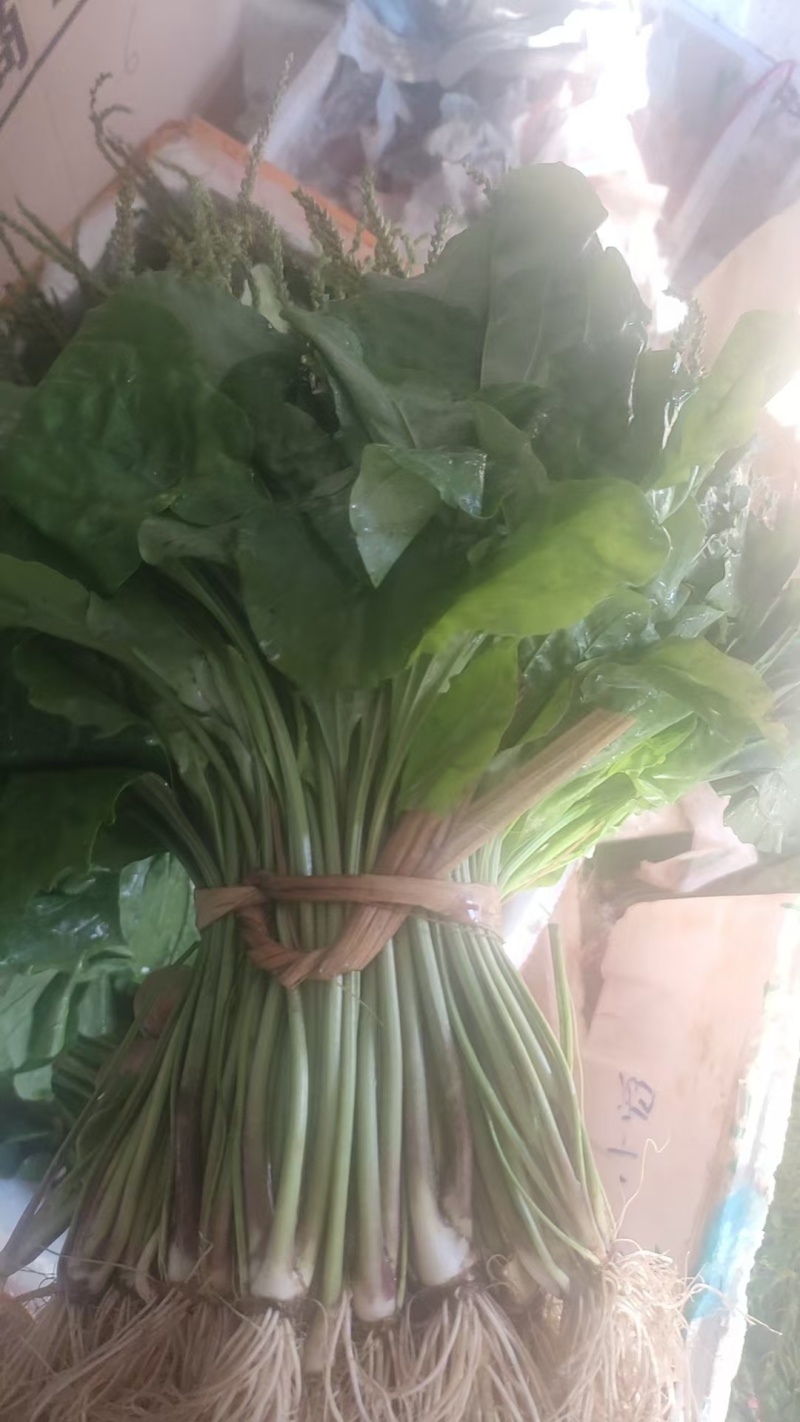 野生新鲜干货车前草大货供应水洗干净一手货源整车走