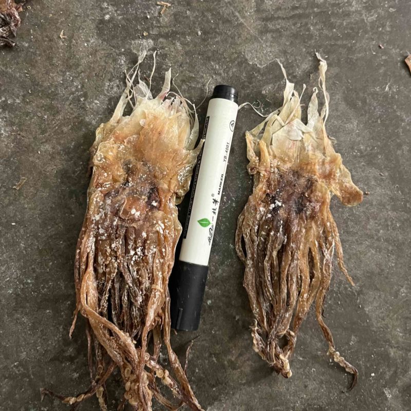 鱿鱼干批发