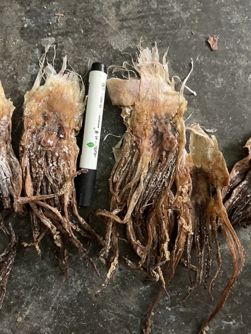 鱿鱼干批发