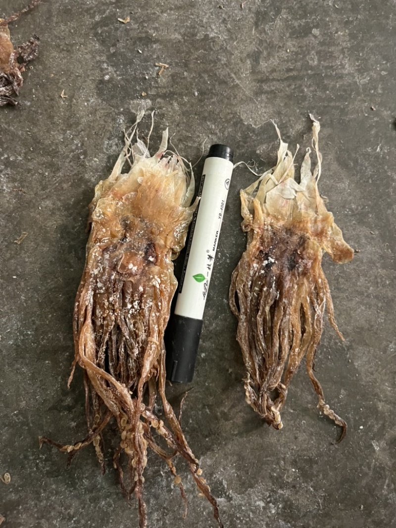 鱿鱼干批发