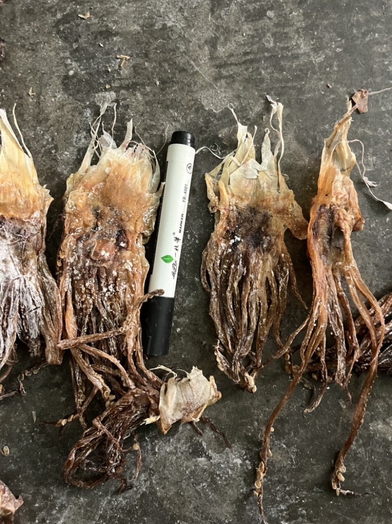 鱿鱼干批发