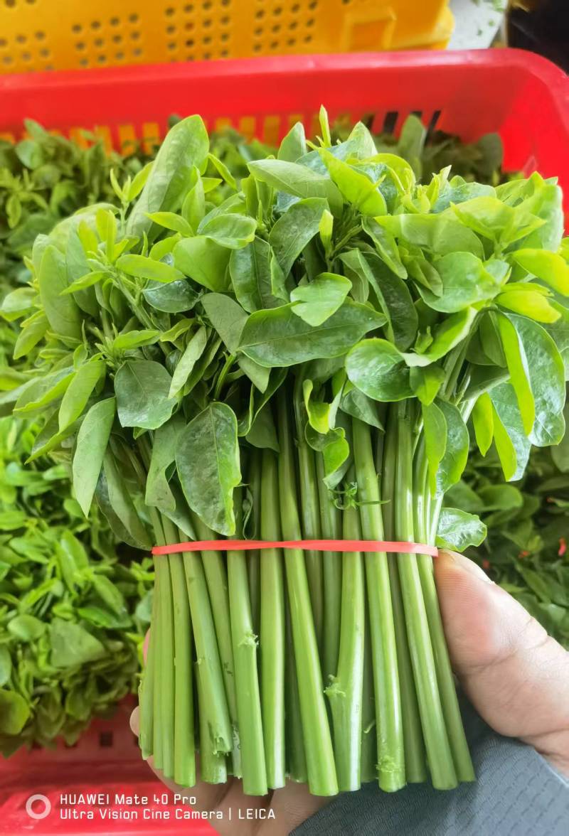 树仔菜
