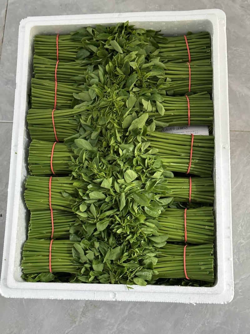 树仔菜