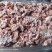 一九精碎肉一柜新开检疫
